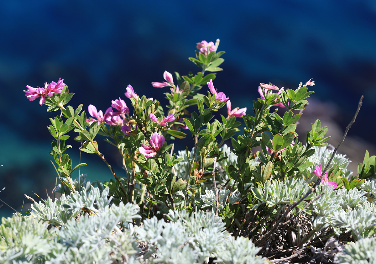 Image of Trifolium pacificum specimen.