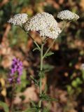 Achillea millefolium