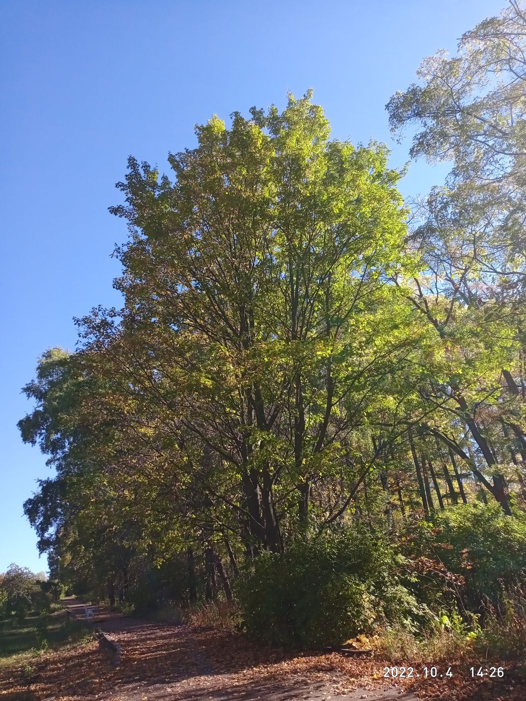 Image of Acer campestre specimen.