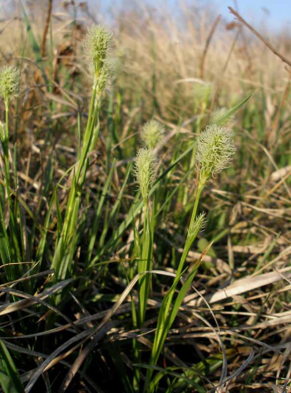 Изображение особи Carex michelii.