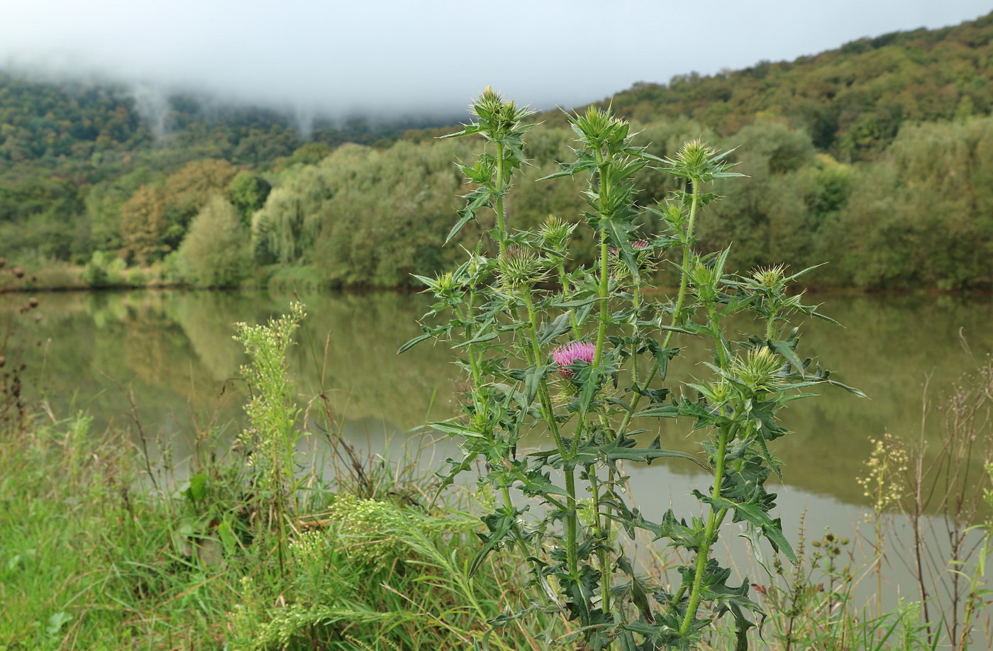 Image of Cirsium ciliatum specimen.