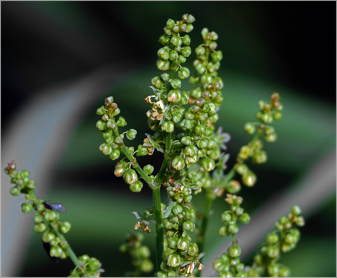 Image of Rumex acetosella specimen.