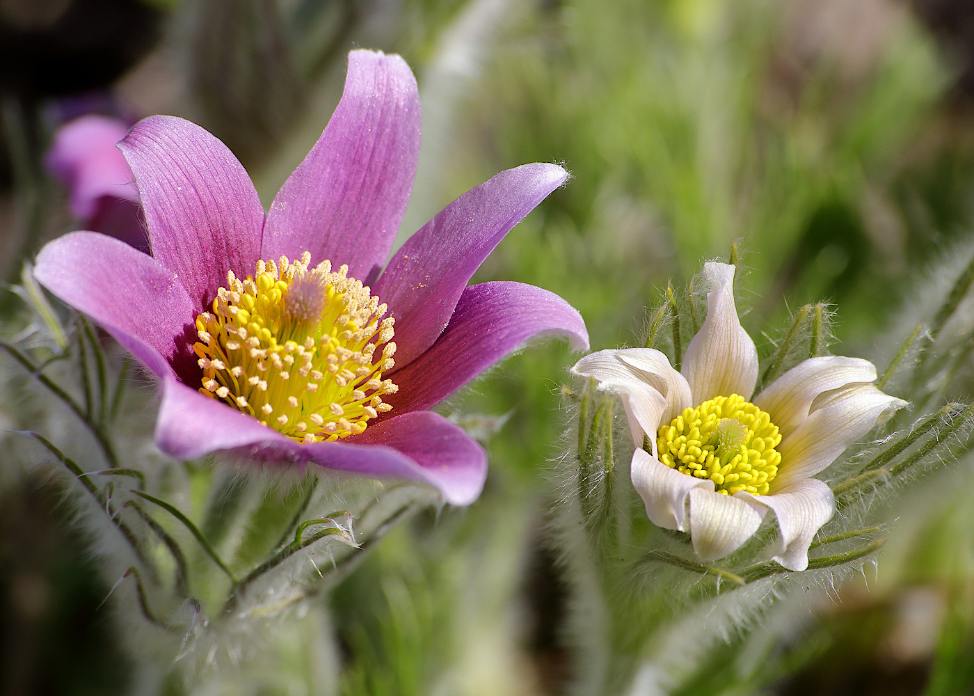 Image of Pulsatilla vulgaris specimen.