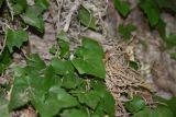 Hedera colchica