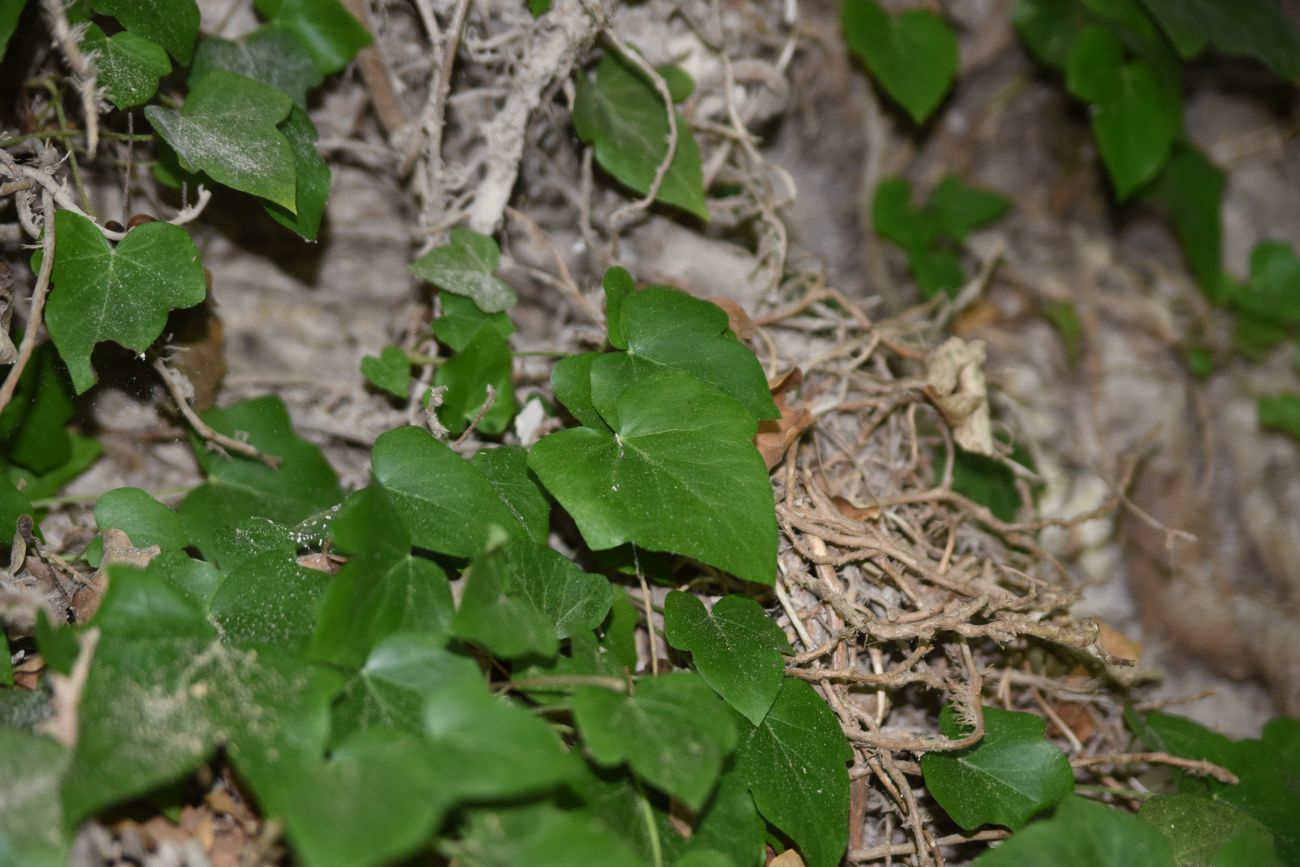 Изображение особи Hedera colchica.