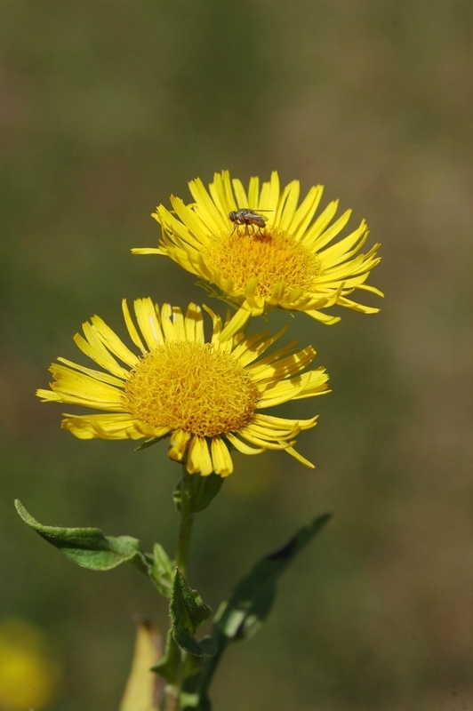 Image of Inula salicina specimen.