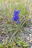 Gentiana decumbens