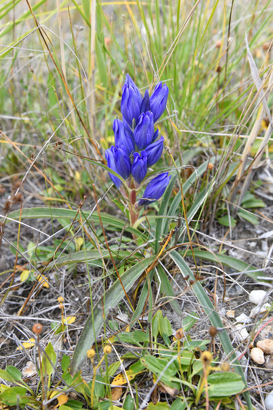 Изображение особи Gentiana decumbens.