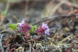 Thymus subarcticus. Отцветающее растение. Кольский п-ов, Кандалакшский берег Белого моря, каменистая коса. 19.07.2021.