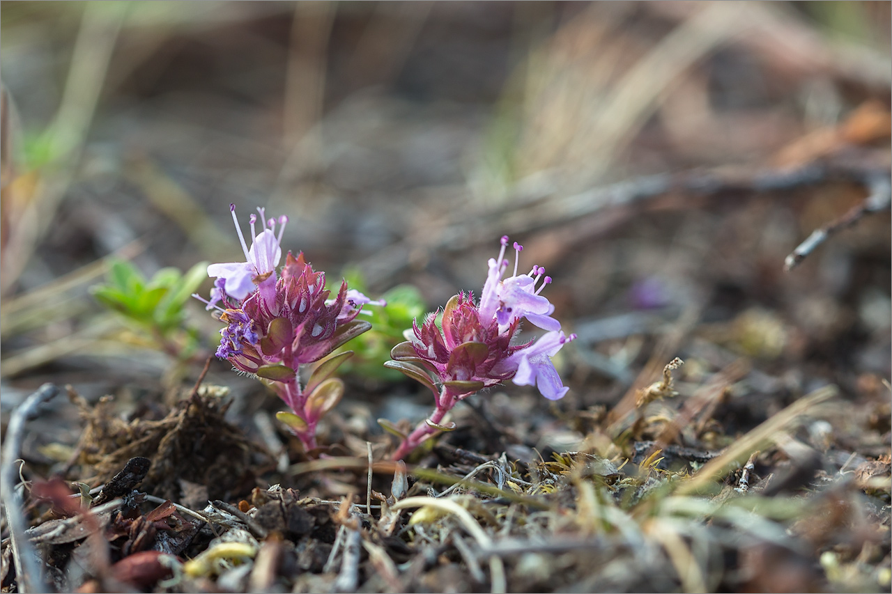 Image of Thymus subarcticus specimen.