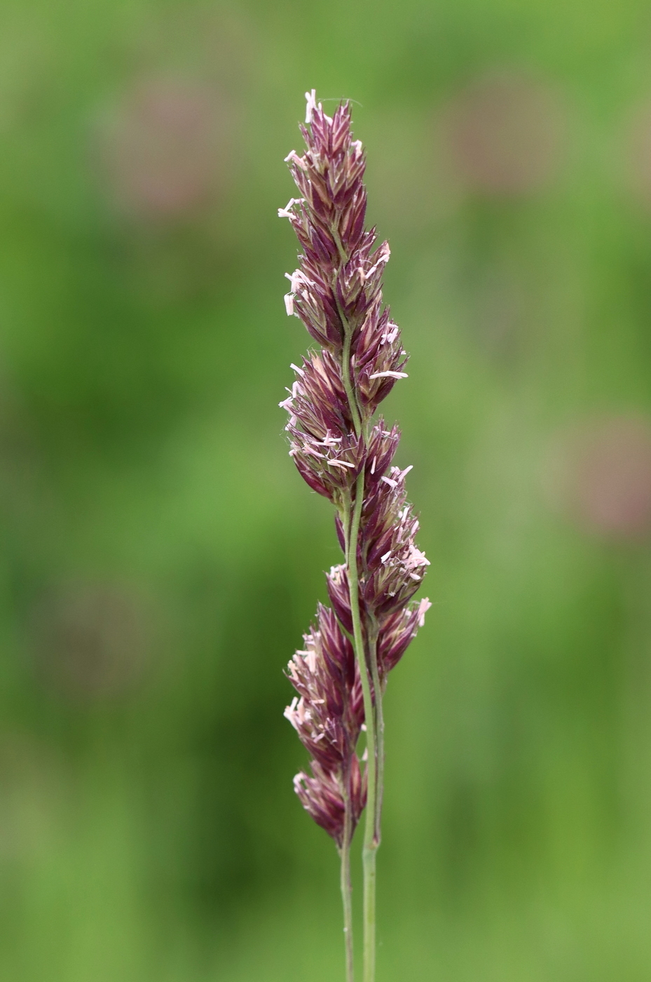 Изображение особи Dactylis glomerata.