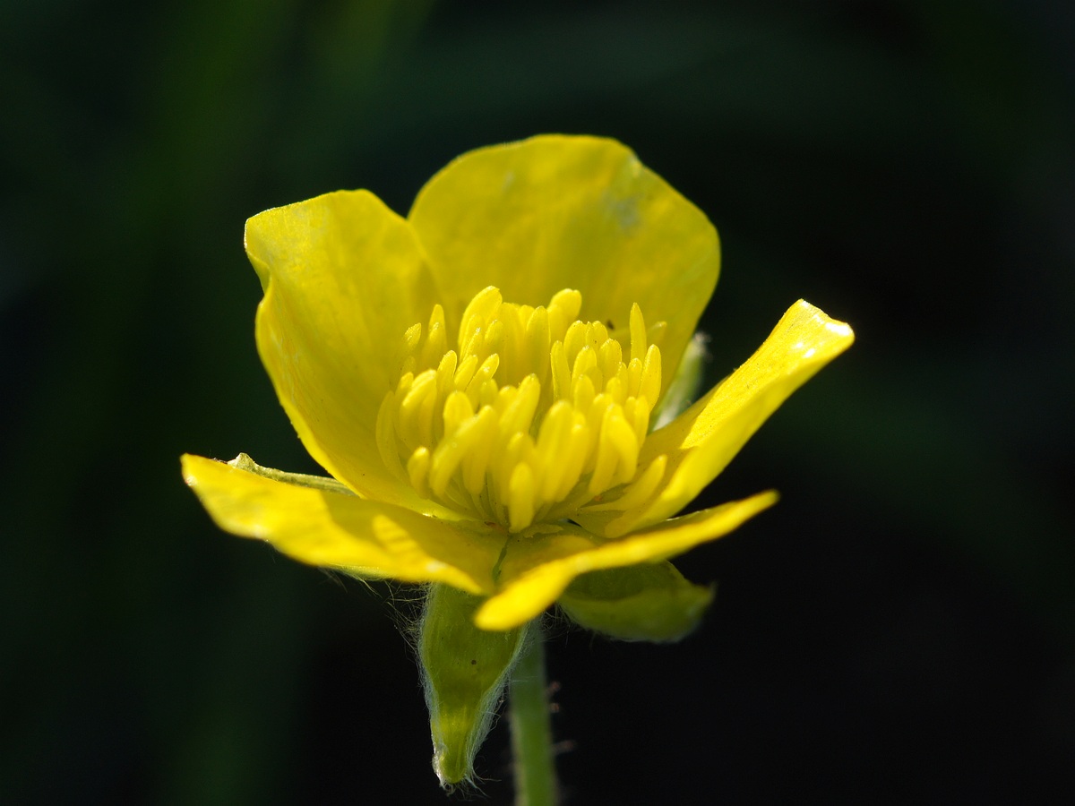 Image of Ranunculus illyricus specimen.