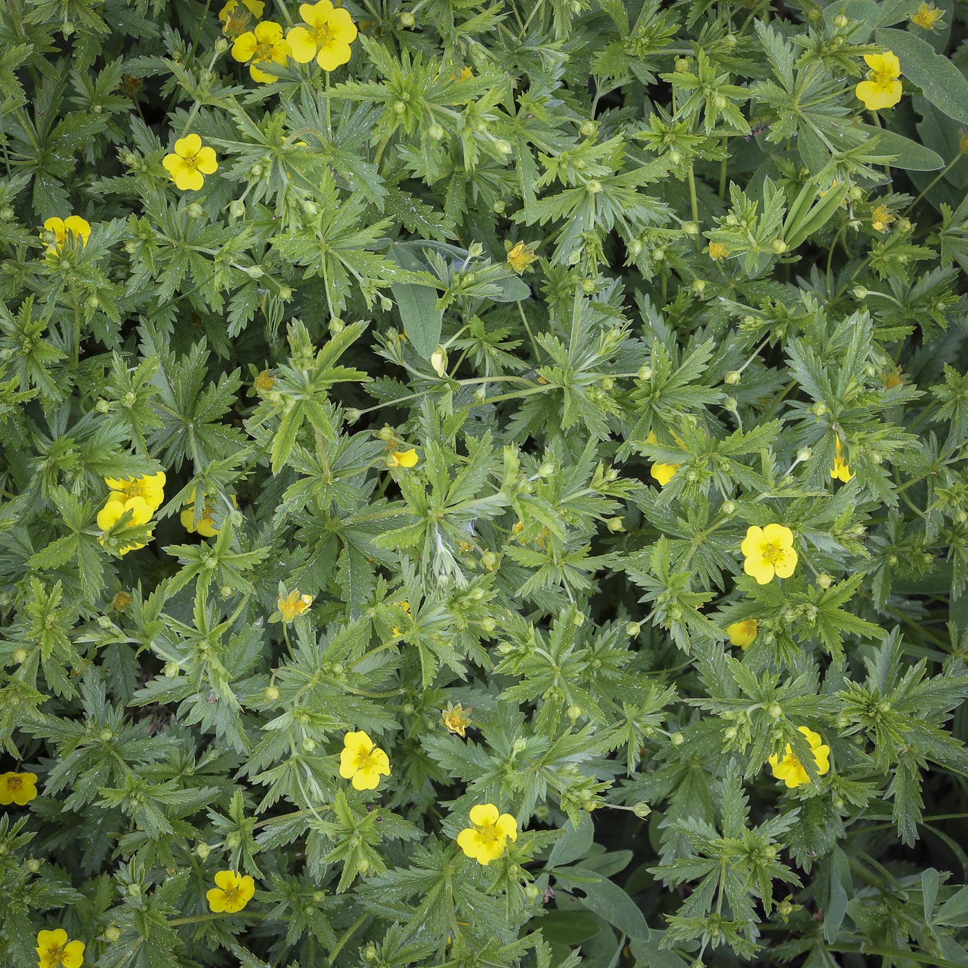 Изображение особи Potentilla erecta.