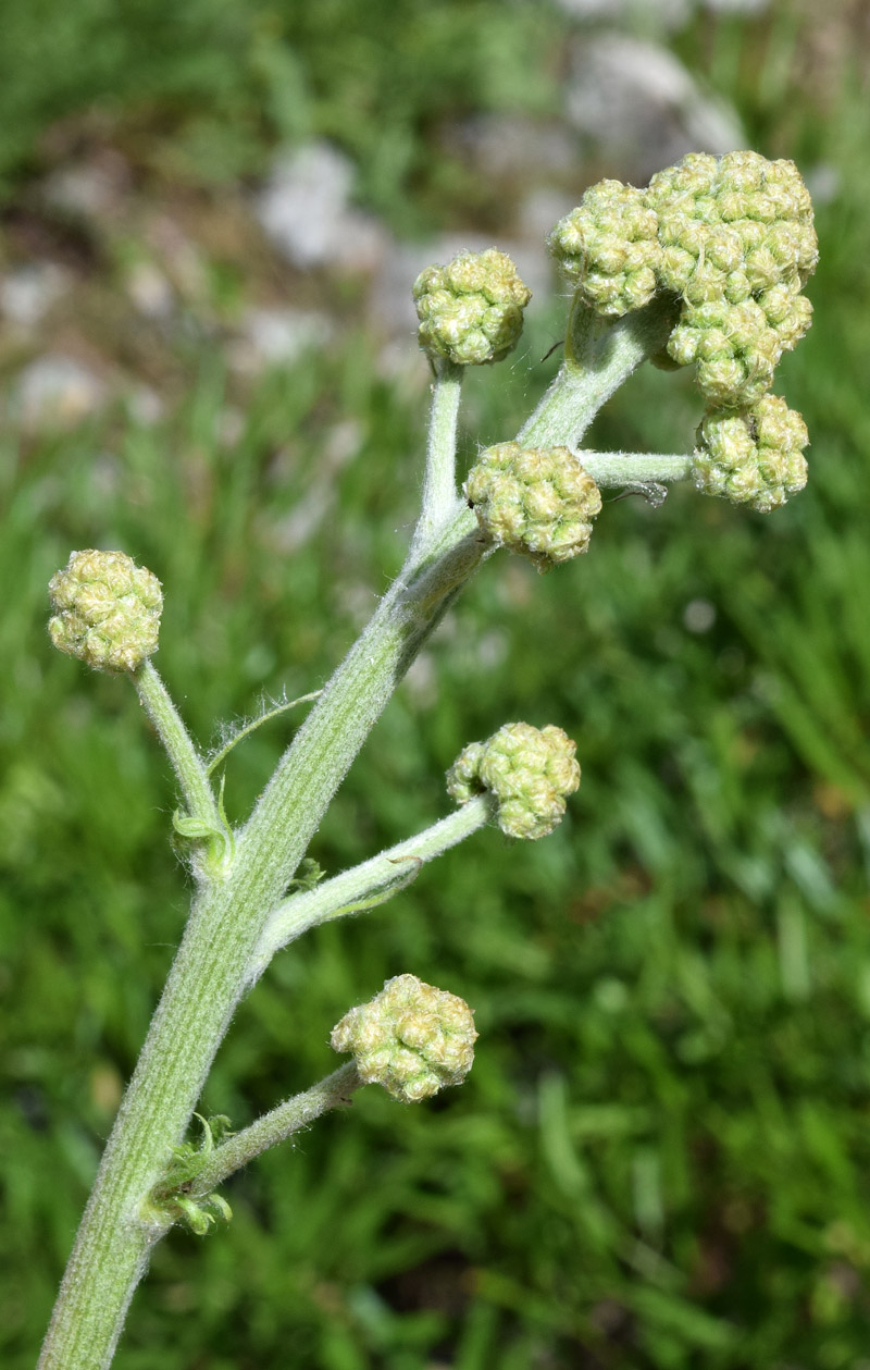 Изображение особи Handelia trichophylla.