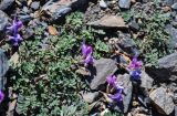 Oxytropis pauciflora