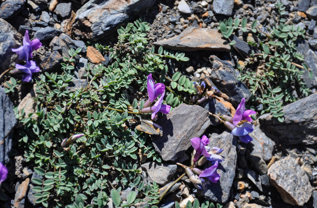 Изображение особи Oxytropis pauciflora.