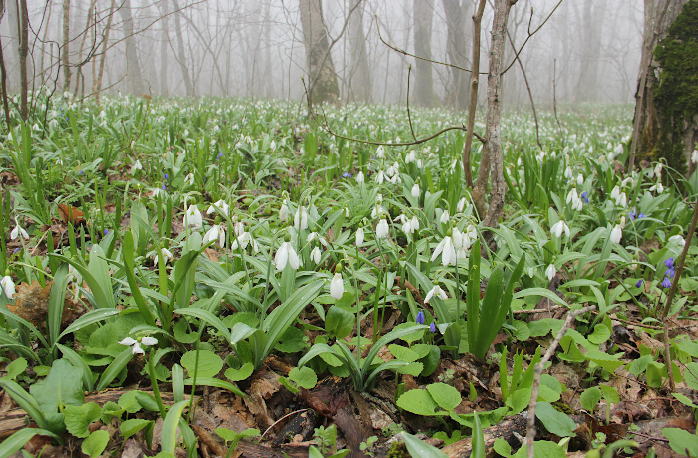 Изображение особи Galanthus plicatus.