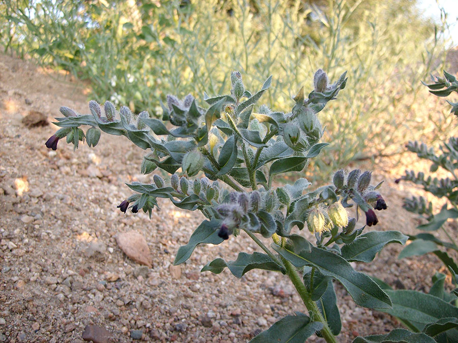 Image of Nonea rossica specimen.