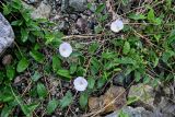 Convolvulus arvensis