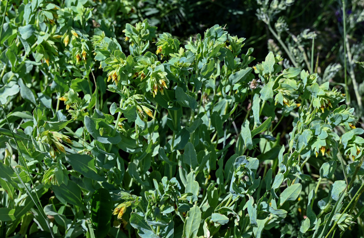 Изображение особи Cerinthe minor.