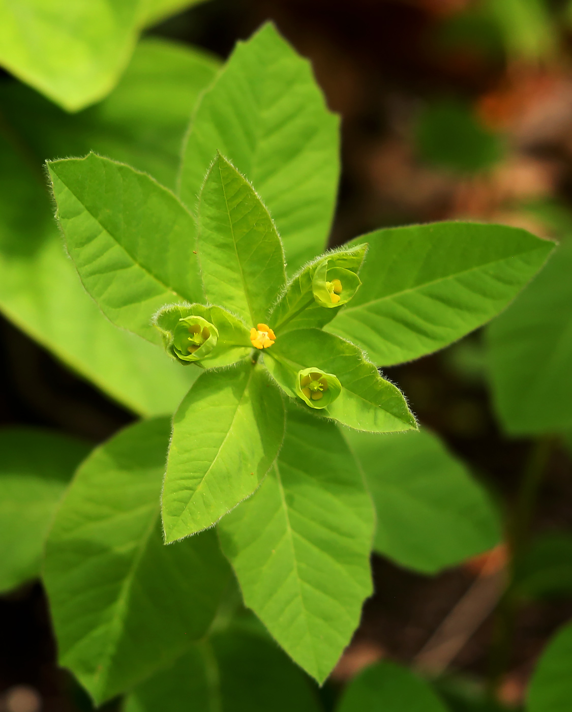 Изображение особи Euphorbia squamosa.