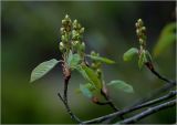 Amelanchier spicata