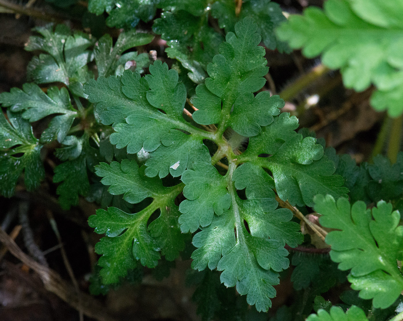 Image of Geranium robertianum specimen.
