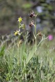 Ophrys oestrifera. Цветущие растения (слева - гипохромная форма). Крым, Севастополь, окр. пос. Сахарная Головка, поляна в посадках сосны. 28.05.2023.