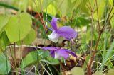 Epimedium macrosepalum. Соцветие и части побегов. Приморский край, Лазовский р-н, окр. дер. Глазковка, приморская сопка, широколиственный лес. 26.05.2023.