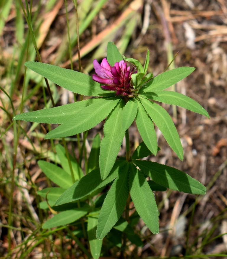 Image of Trifolium lupinaster specimen.