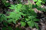 Lathyrus vernus. Плодоносящее растение. Оренбургская обл., Кувандыкский гор. округ, заповедник \"Шайтан-Тау\", долина р. Сакмара, опушка лиственного леса. 05.07.2023.