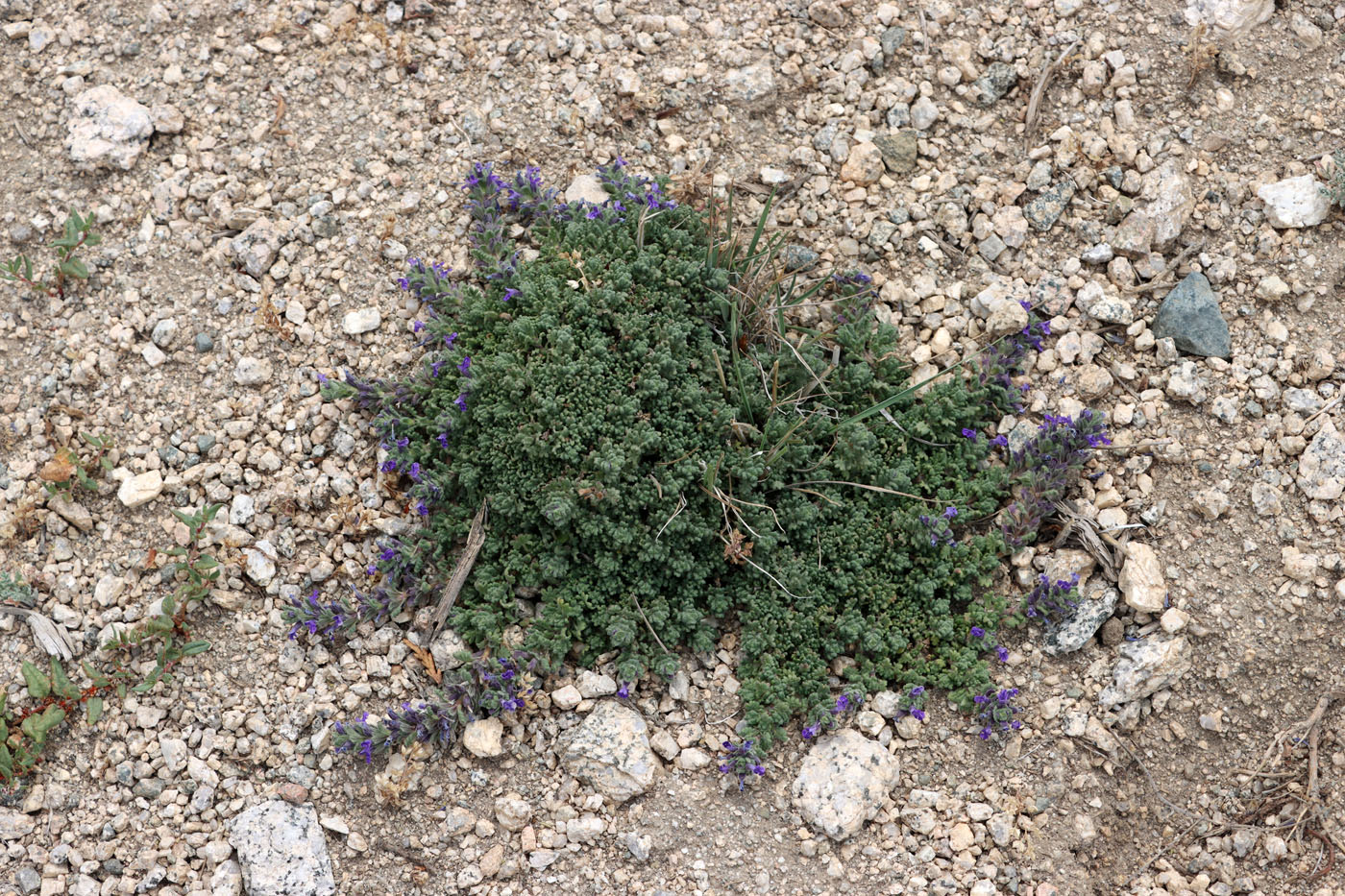 Image of Dracocephalum paulsenii specimen.