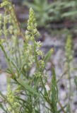 Reseda lutea