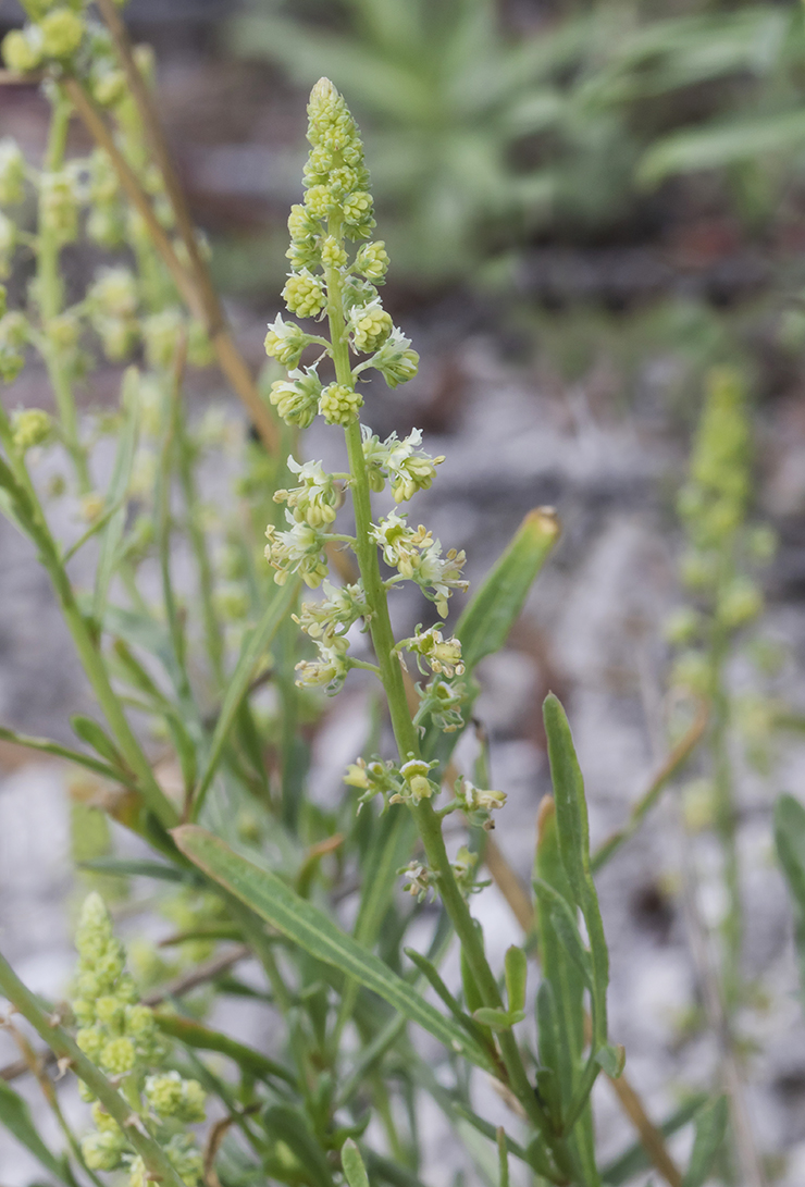 Изображение особи Reseda lutea.