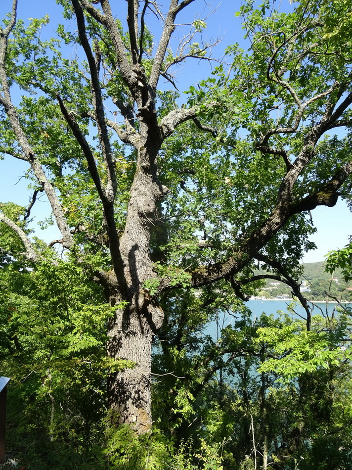 Image of Quercus petraea specimen.