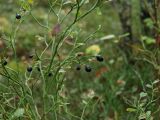 Vaccinium myrtillus