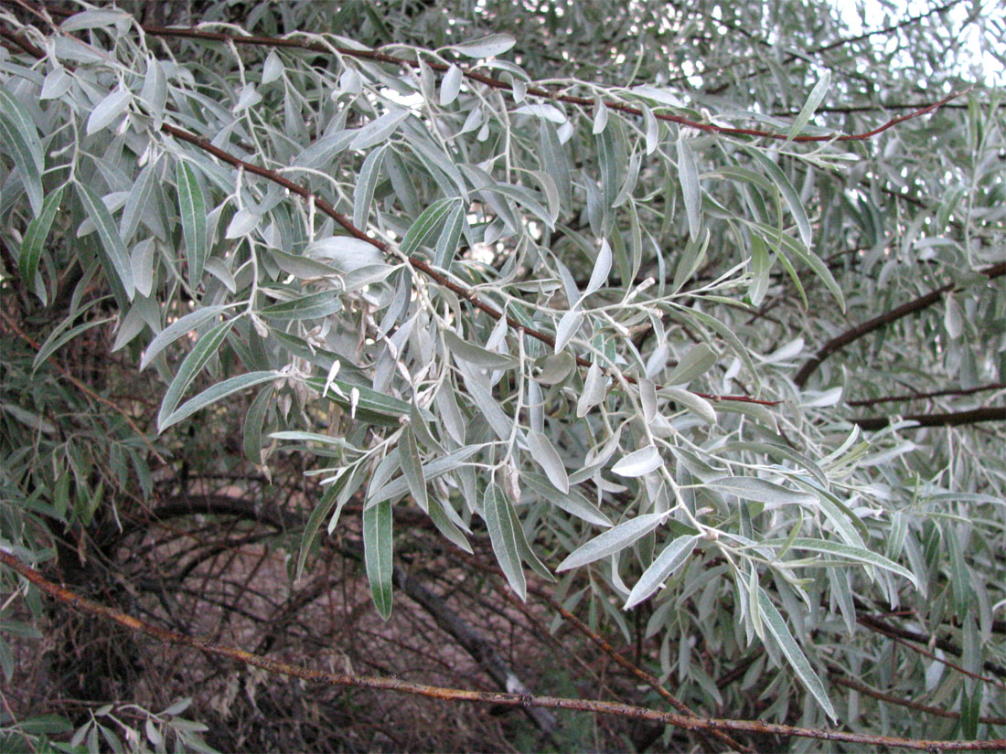 Image of Elaeagnus angustifolia specimen.