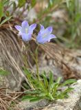 Campanula biebersteiniana. Цветущее растение. Карачаево-Черкесия, Карачаевский р-н, Большой Кавказ, долина р. Кичкинекол (Узункольский), морена ледника Большой Кичкинекол, ≈ 2400 м н.у.м., среди камней. 21.07.2023.