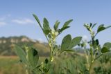 Melilotus officinalis. Верхушка вегетирующего растения. Краснодарский край, Мостовской р-н, окр. пгт Псебай, ≈ 400 м н.у.м., разнотравно-злаковый луг, гипсовое обнажение. 07.08.2023.