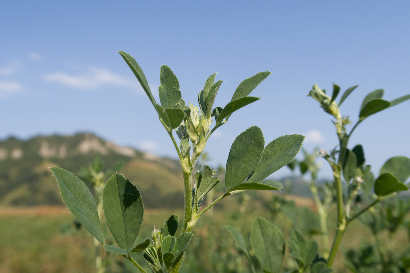 Изображение особи Melilotus officinalis.