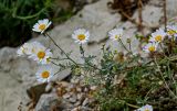 Pyrethrum glanduliferum. Верхушка цветущего растения. Чечня, Веденский р-н, с. Хой, ≈ 1800 м н.у.м., каменистый склон. 25.07.2022.