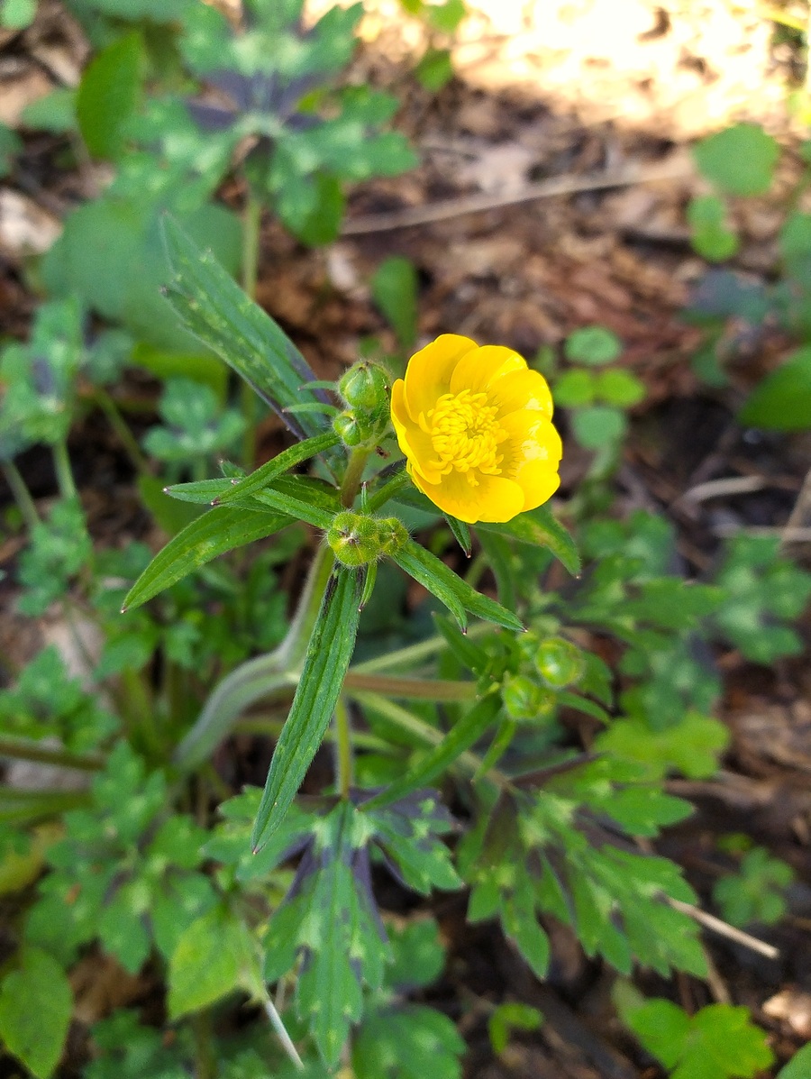 Изображение особи Ranunculus constantinopolitanus.