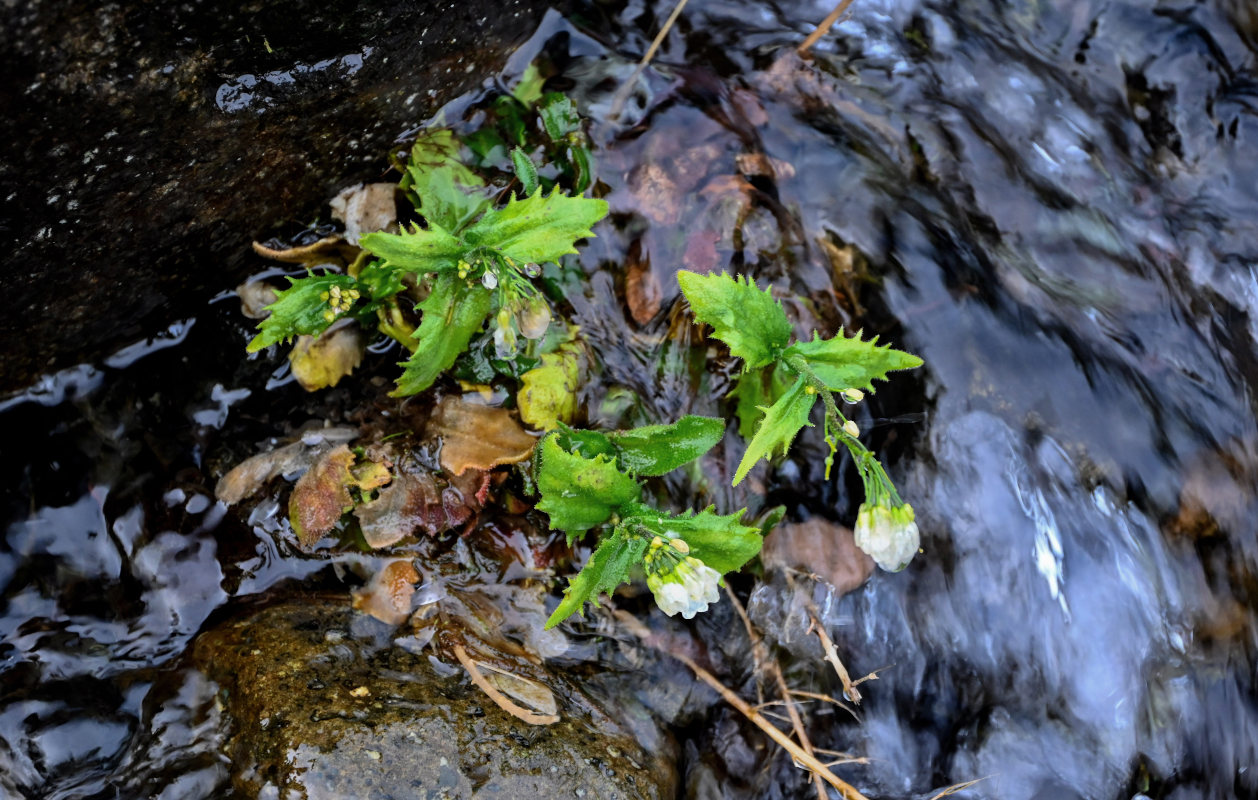 Image of Arabis alpina specimen.