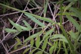 Sium latifolium. Средняя часть побега. Пермский край, Оханский р-н, Тулумбаихинское сельское поселение, Кунчурихинский бор, обезвоженная старица. 16.07.2023.