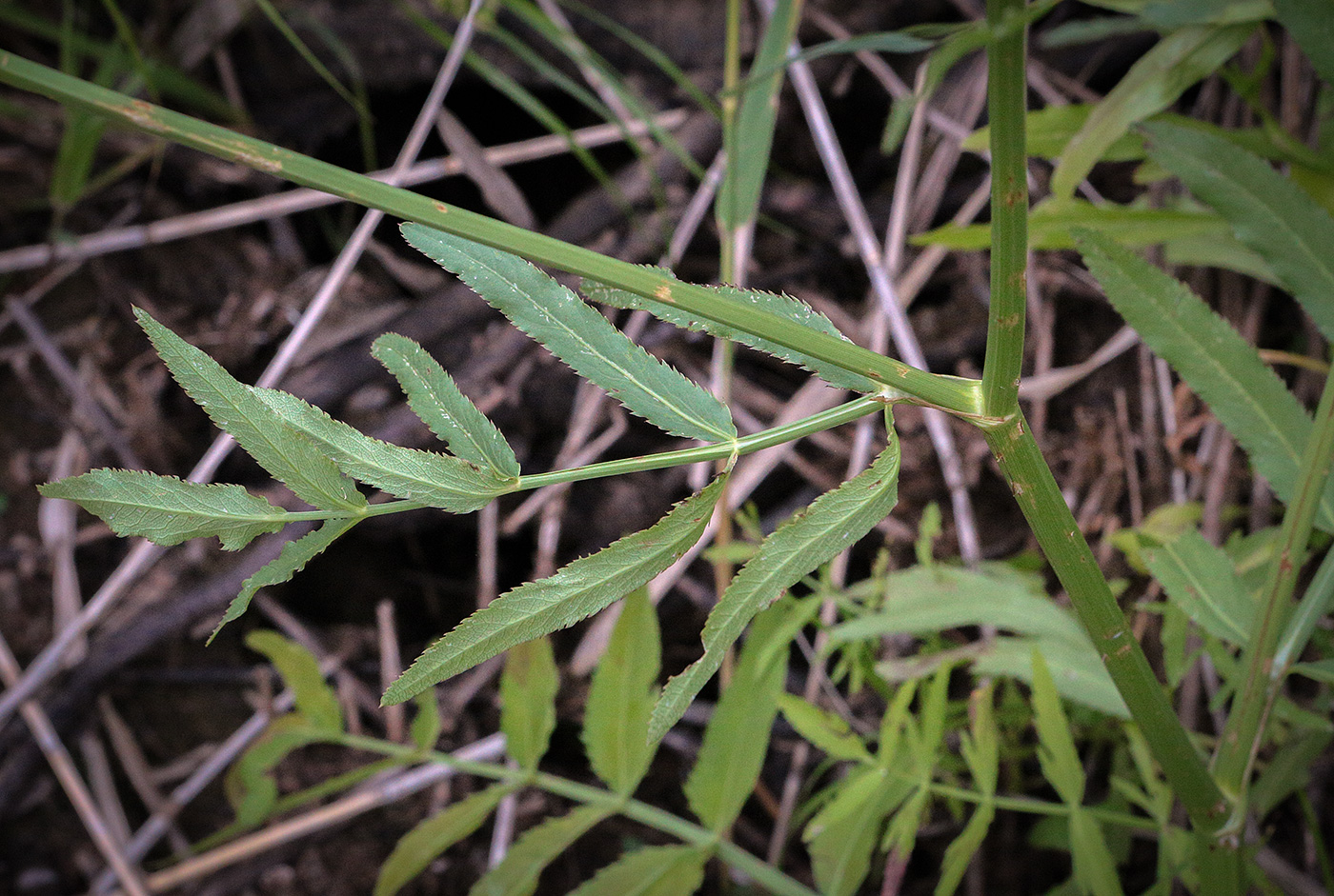 Изображение особи Sium latifolium.