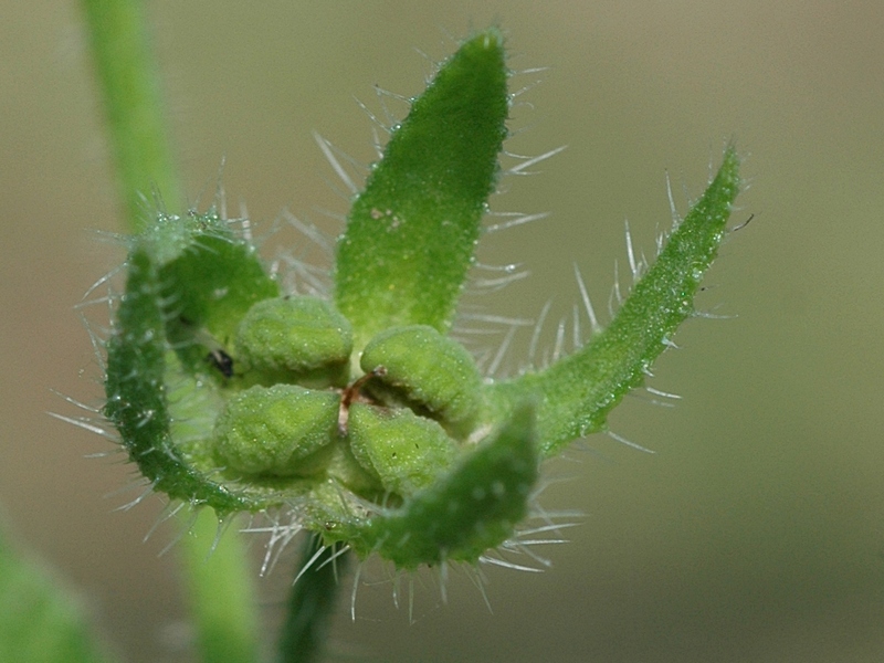 Image of Lycopsis orientalis specimen.