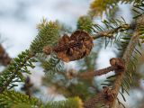 genus Abies. Часть ветви с осыпающимися шишками. Краснодар, парк \"Краснодар\", Японский сад, в культуре. 01.01.2024.