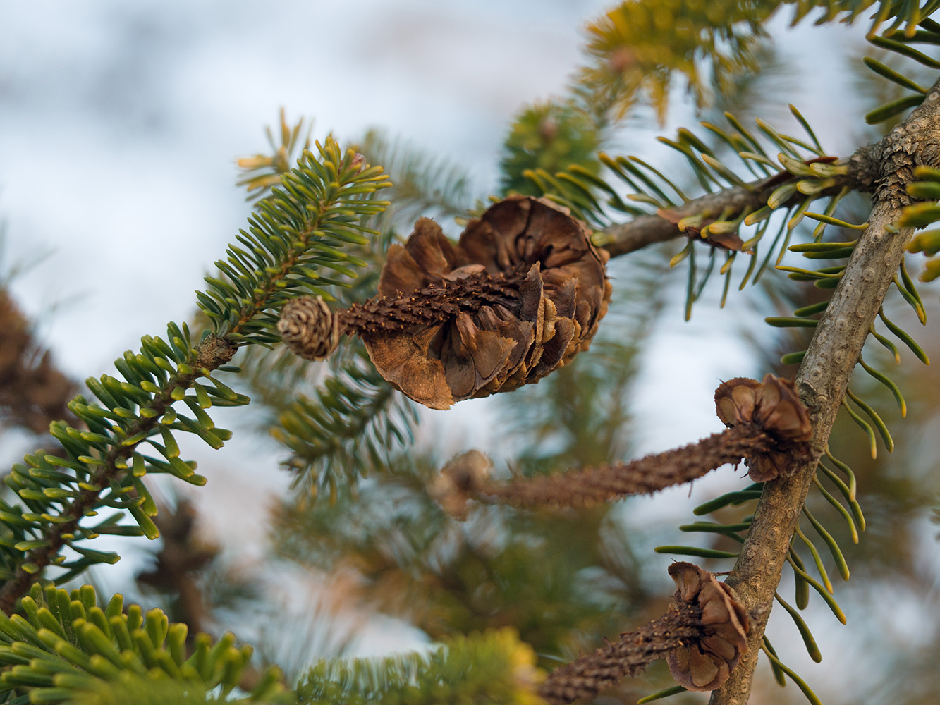 Image of genus Abies specimen.