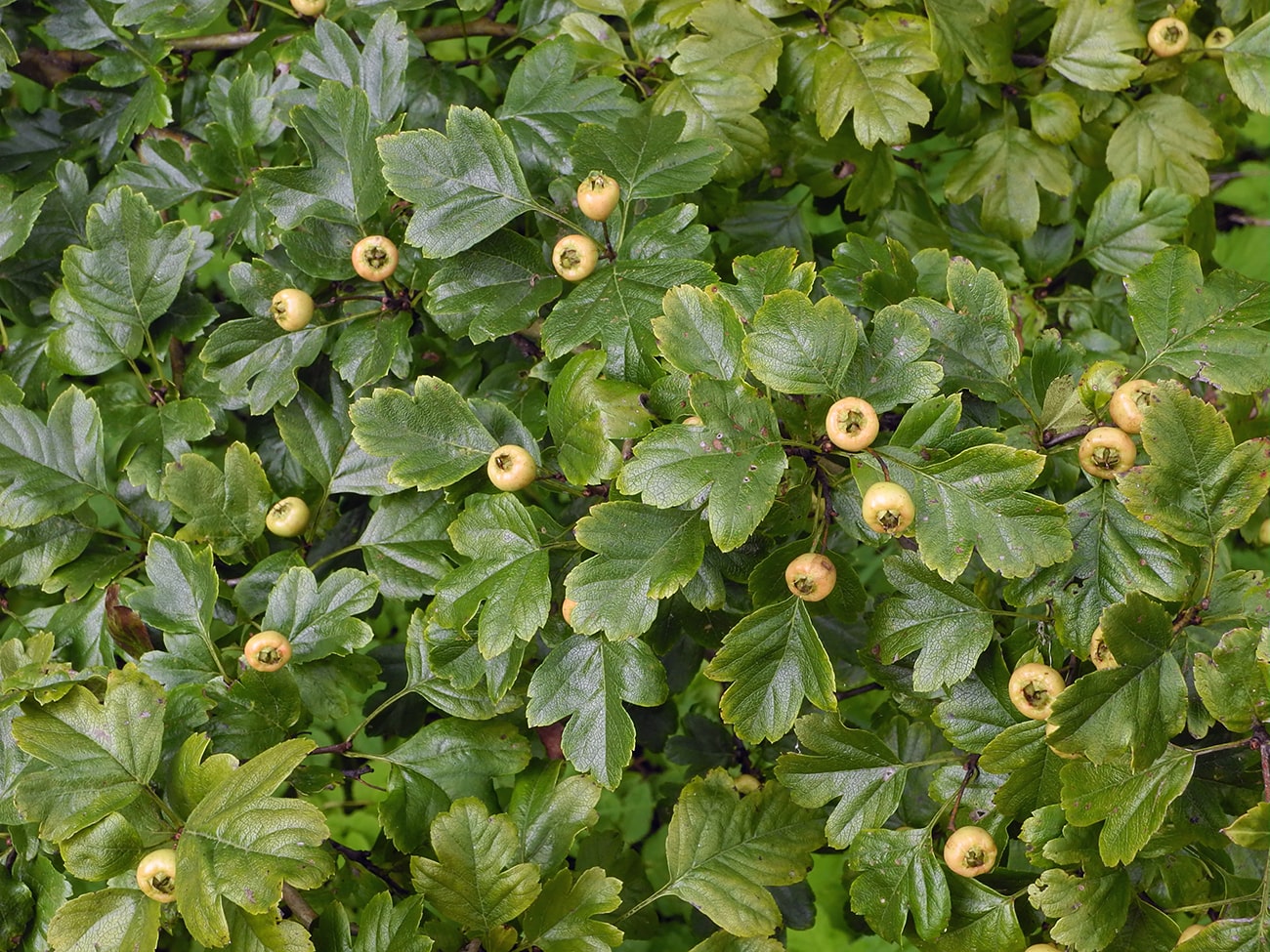 Image of Crataegus &times; media specimen.