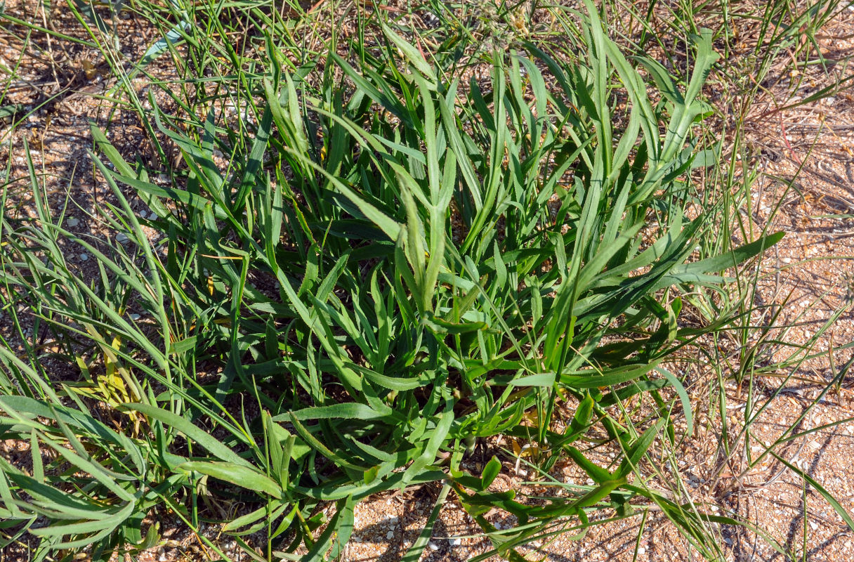 Изображение особи Falcaria vulgaris.